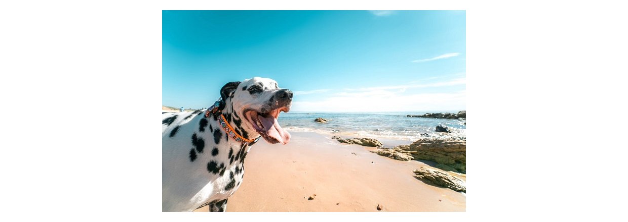 5 sjove aktiviteter du kan lave med din hund