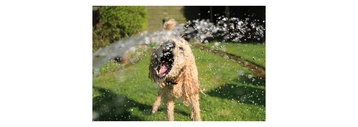 5 sommeraktiviteter til dig og din hund