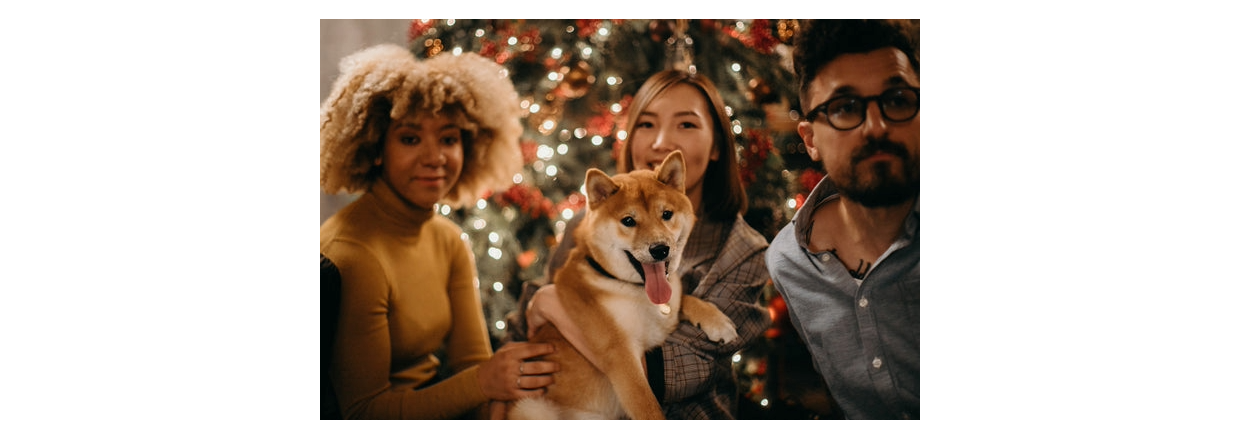 Bliv klar til jul med din hund