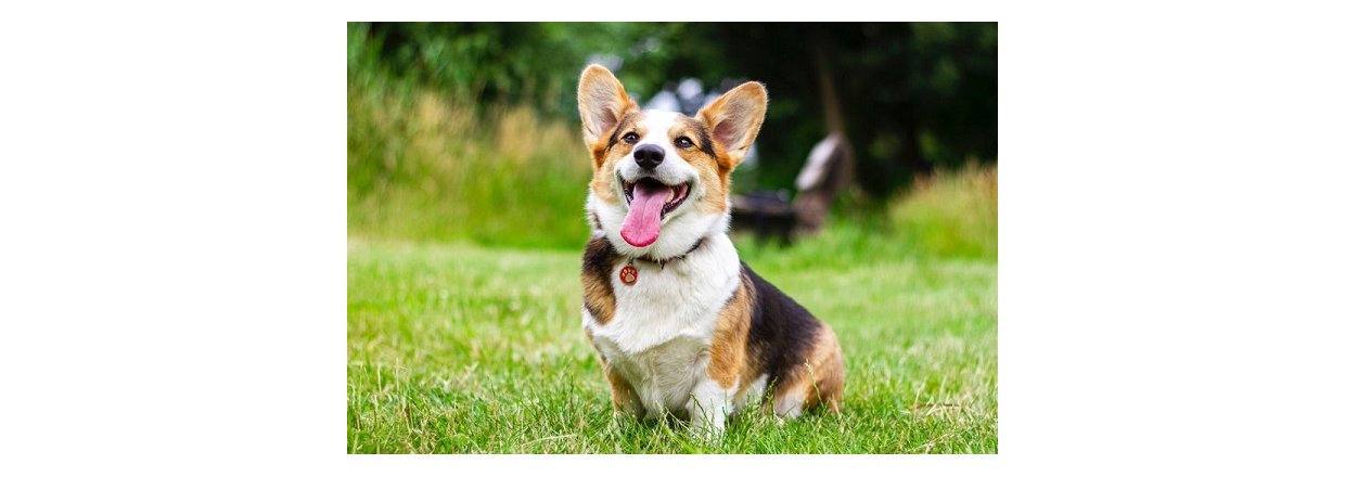 Derfor er tyggeben gode for din hund