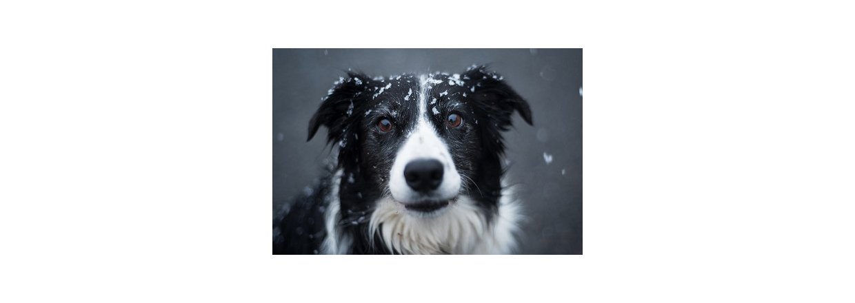 Dette kan skade din hund om vinteren