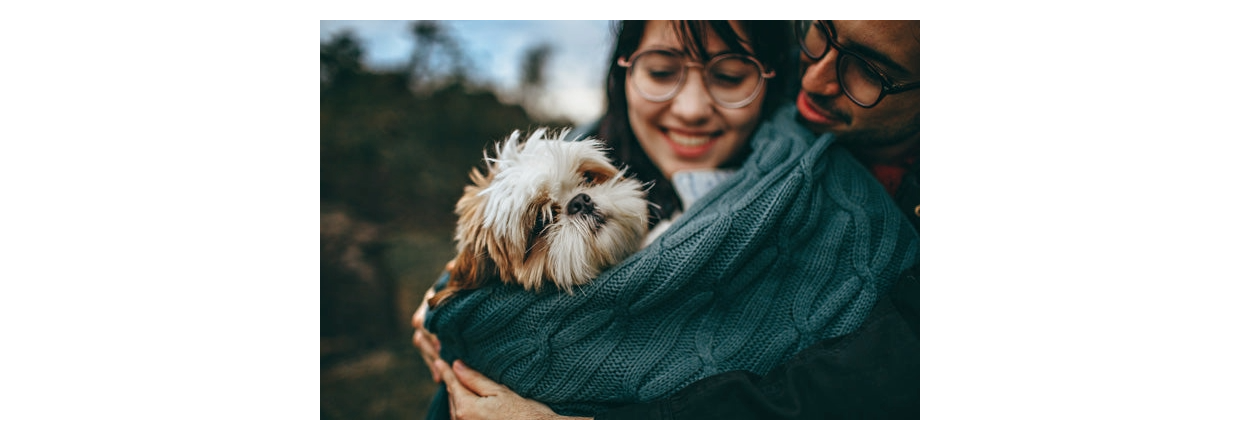 Har du ogs fet hund under corona? Hundesalget er eksploderet