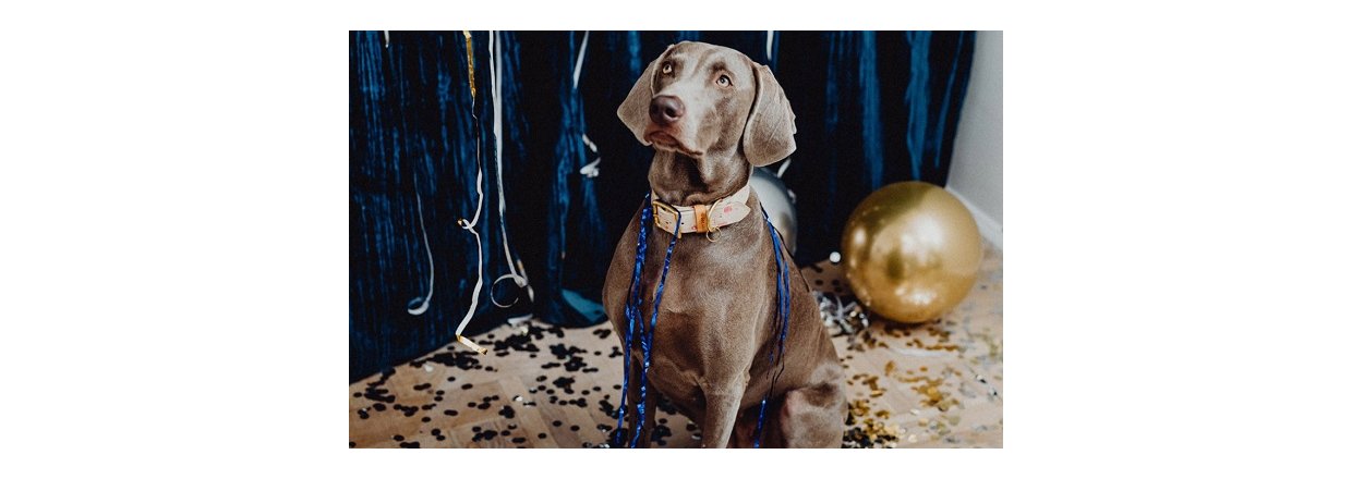 Hunde og fyrvrkeri: Sdan fr du din hund godt igennem nytret