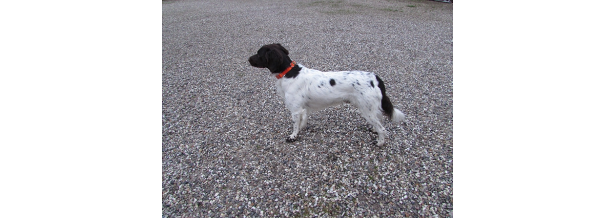 Hunter Halsbnd  farverigt halsbnd med tydelige informationer