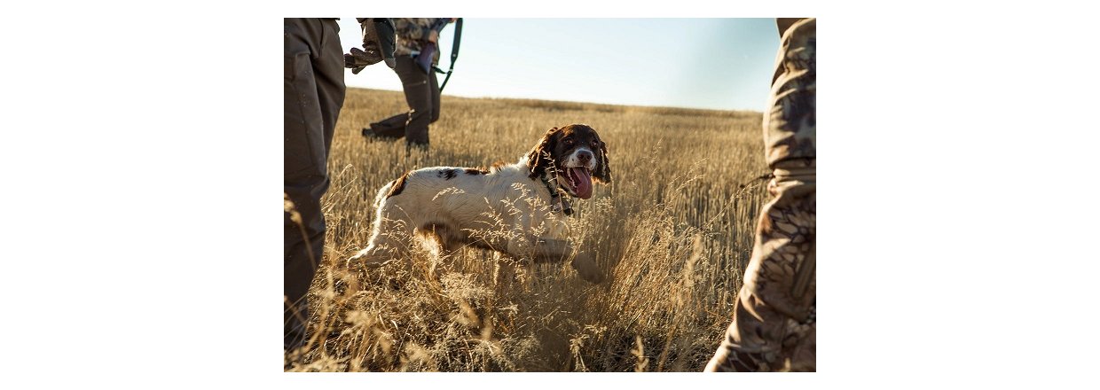 Hvilken Jagthund skal du have?
