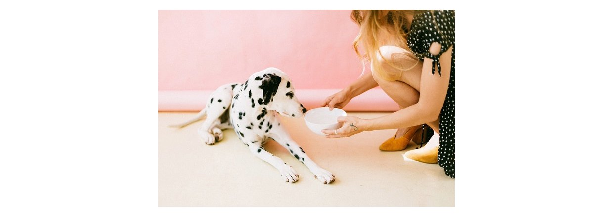 Kost tips til din hund