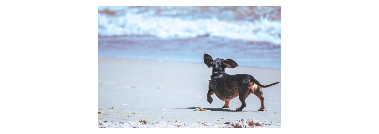 Pas p din hund i sommervarmen