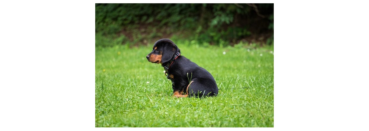 Sdan fr du en god start med hundehvalpen