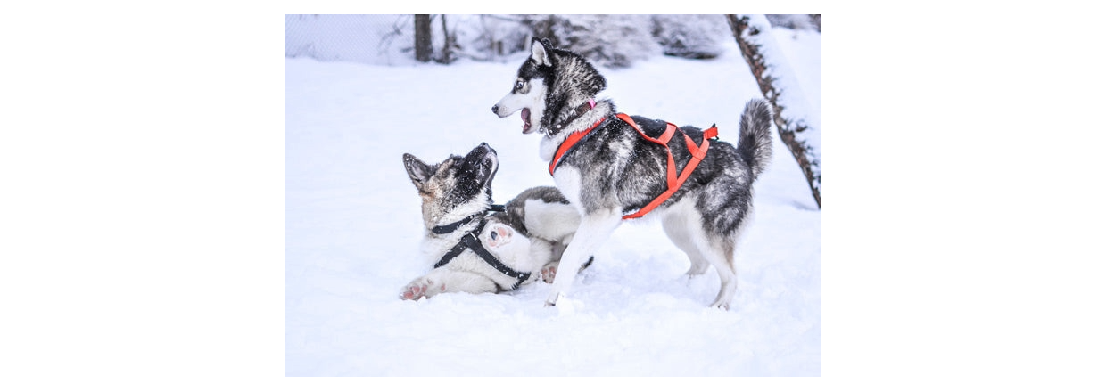 Sådan hjælper du din hund om vinteren