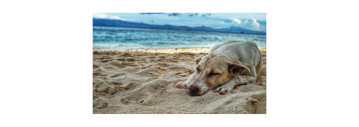 Sdan passer du p din hund i varmen