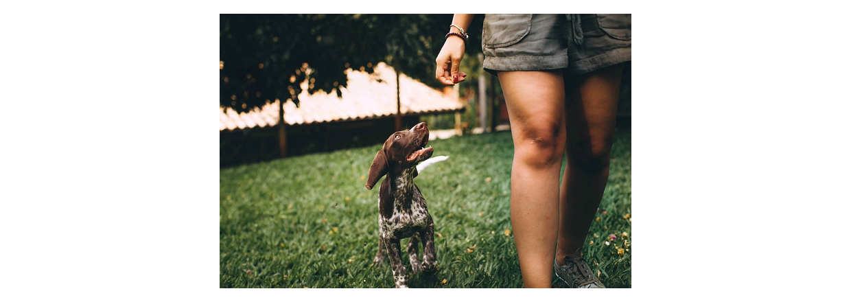 Sdan trner du din voksne hund
