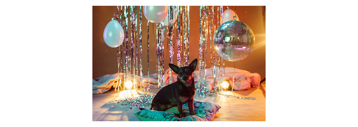 Tips til et godt nytr med hunden